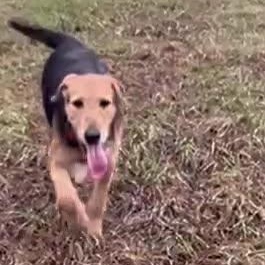 Elf, Adoptable, Young Male Airedale Terrier & Hound.