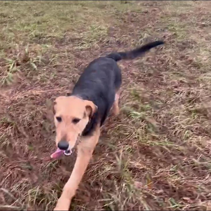 Enlarge Elf, a Adoptable mixed breed in Colchester, CT image 3/6