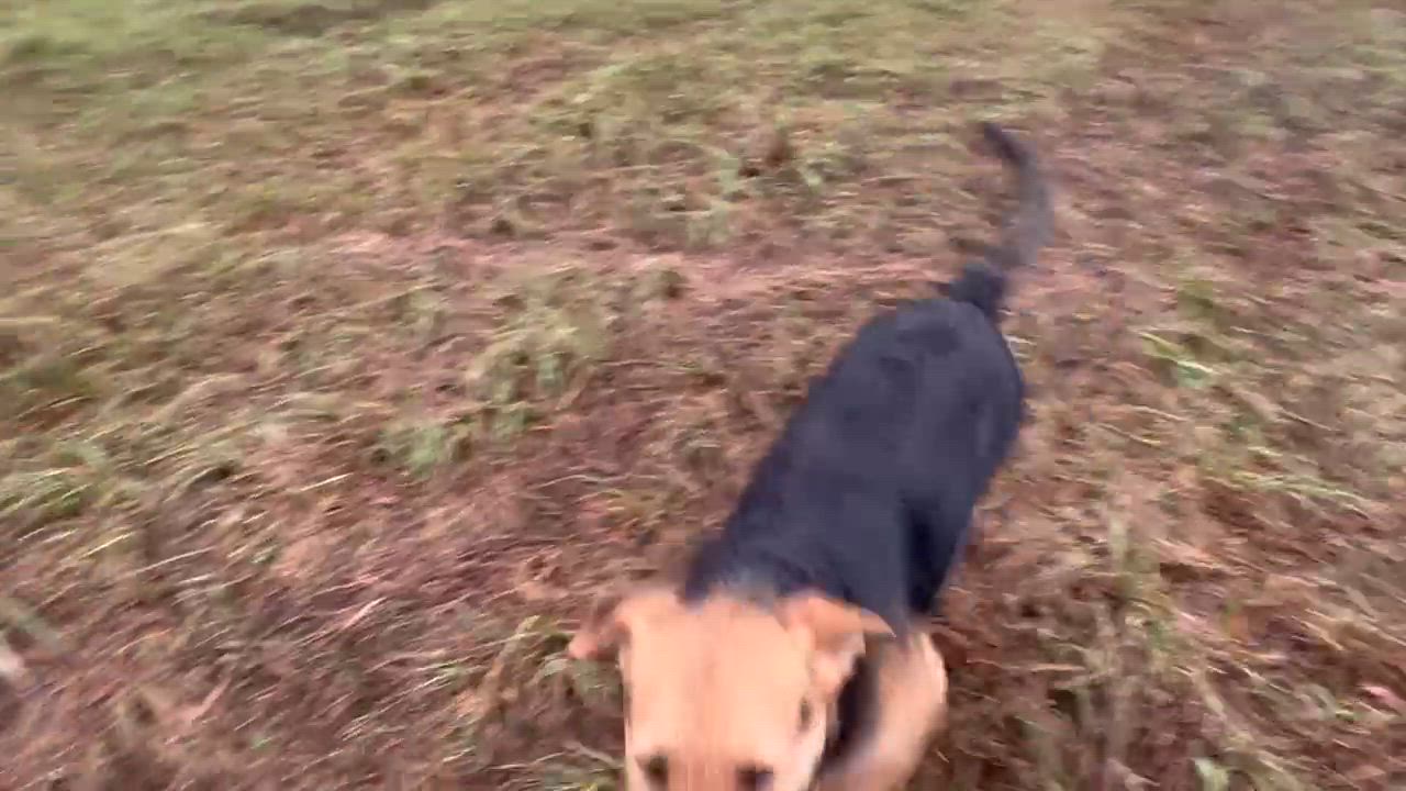 Enlarge Elf, a Adoptable mixed breed in Colchester, CT video 4/6