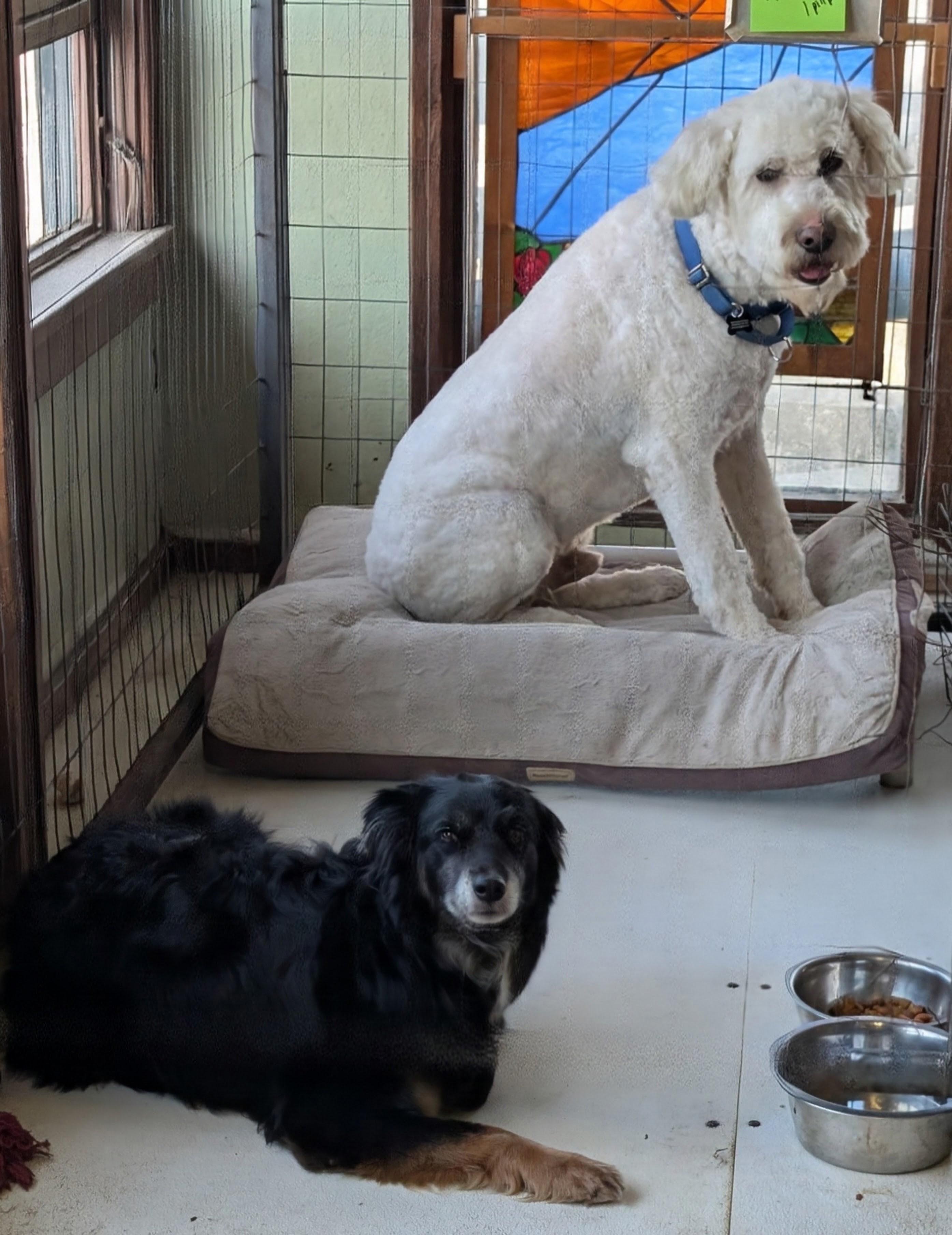 Marv, a ADOPTABLE mixed breed in COEUR D ALENE, ID image 4/6