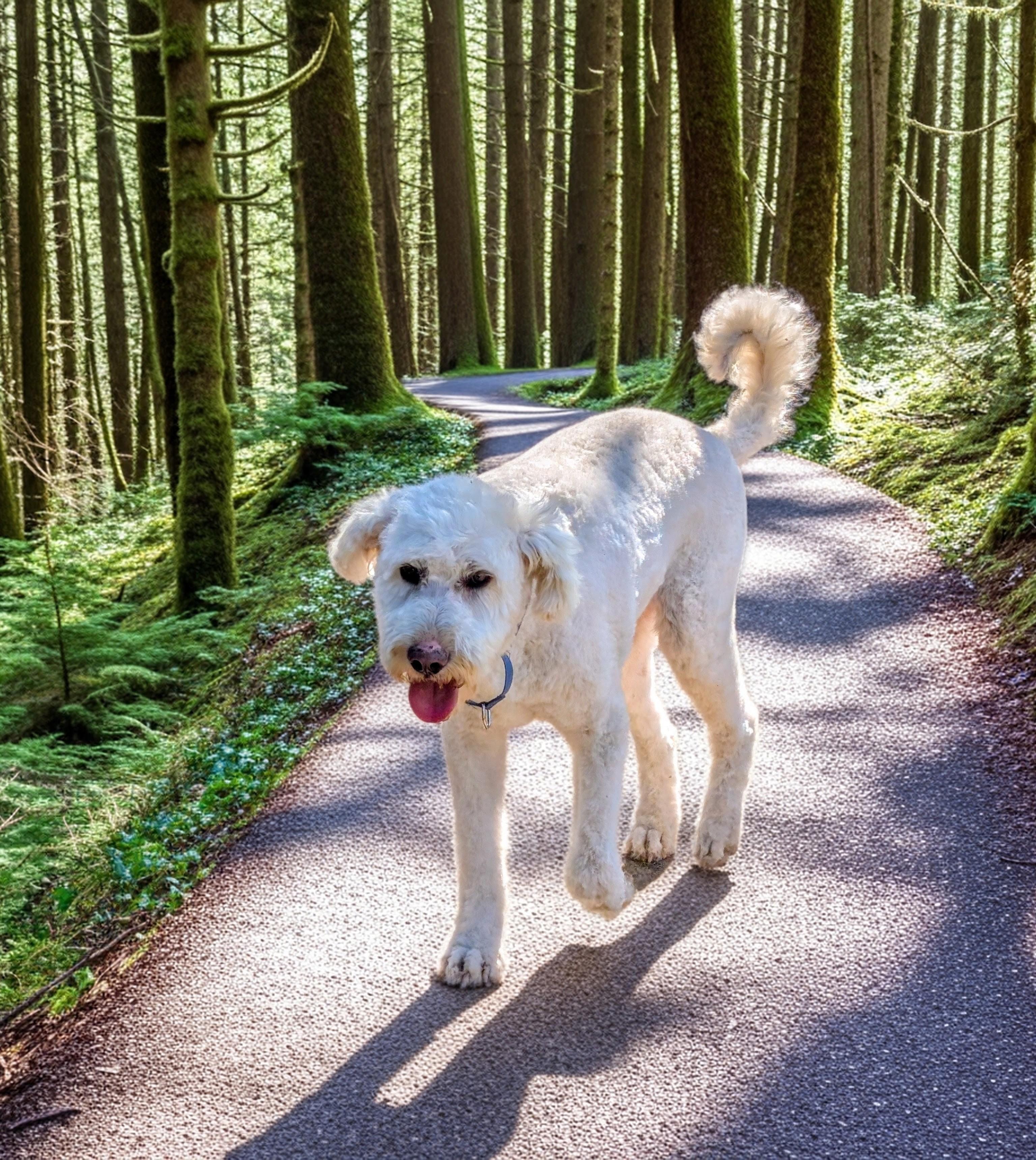 Marv, a ADOPTABLE mixed breed in COEUR D ALENE, ID image 3/6