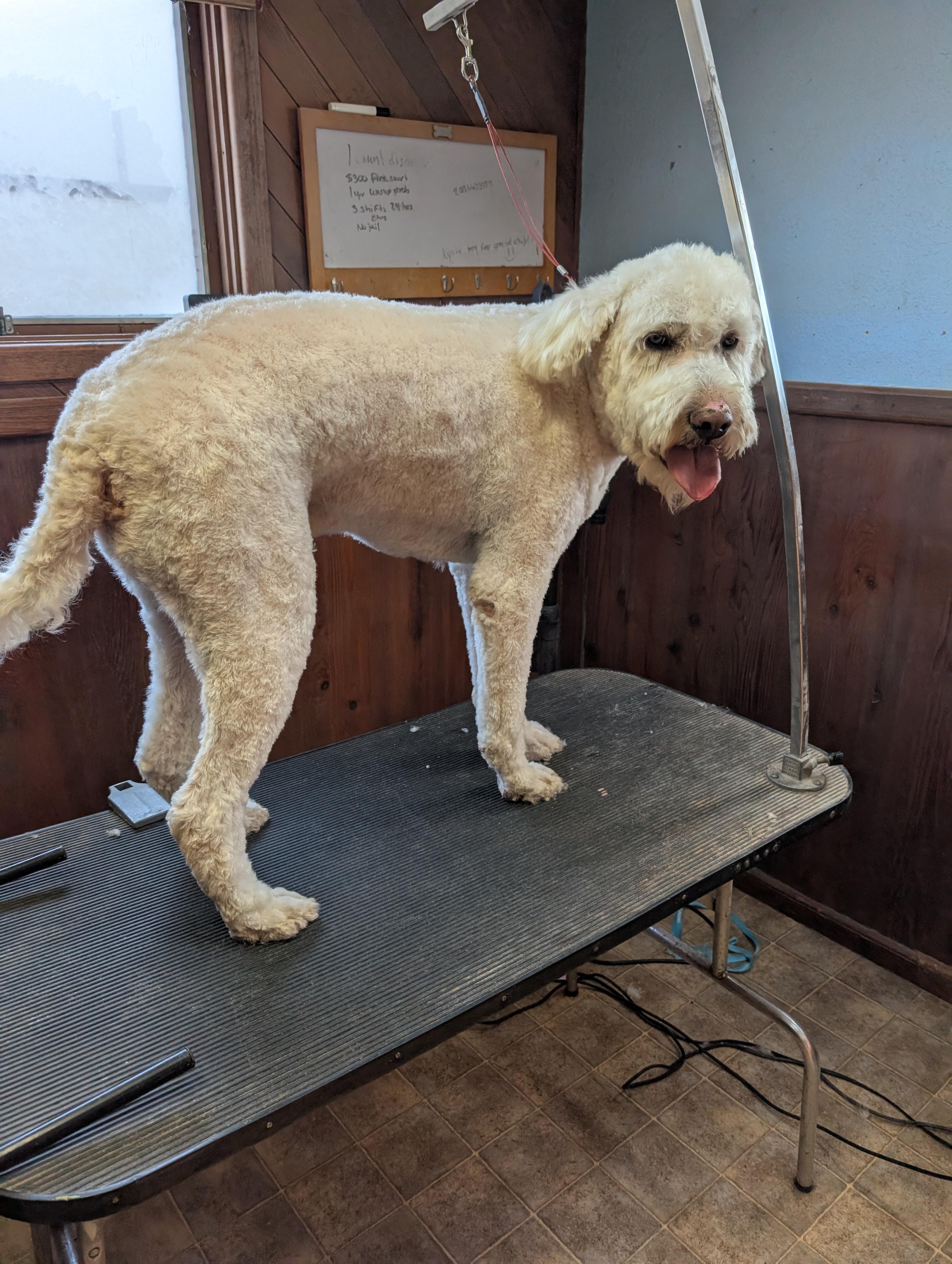 Marv, a ADOPTABLE mixed breed in COEUR D ALENE, ID image 2/6