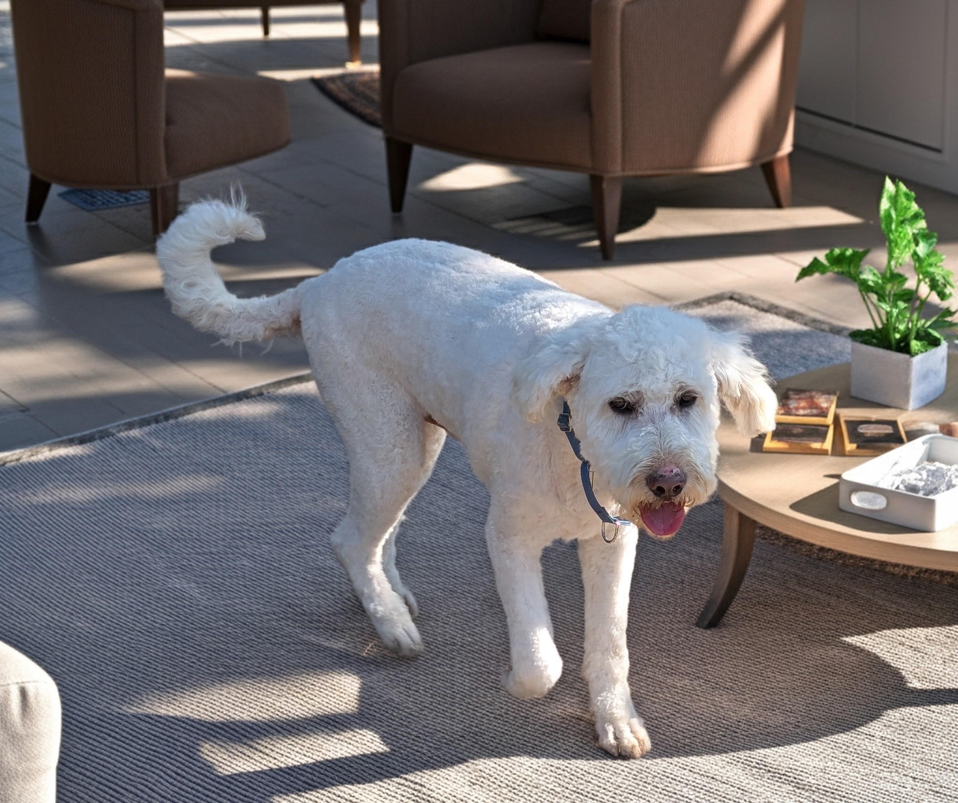 Marv, a ADOPTABLE mixed breed in COEUR D ALENE, ID image 5/6