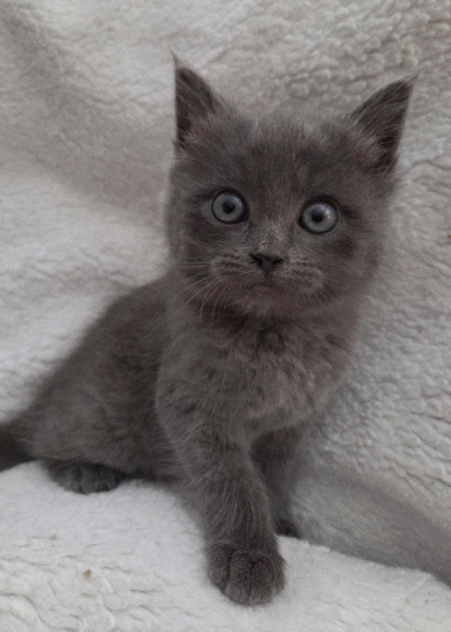 Enlarge Cindy Lou, a Adopted Domestic Medium Hair in Long Beach, CA image 1/2