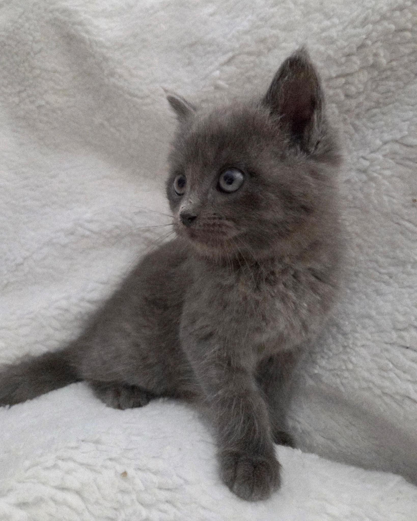 Enlarge Cindy Lou, a Adopted Domestic Medium Hair in Long Beach, CA image 2/2