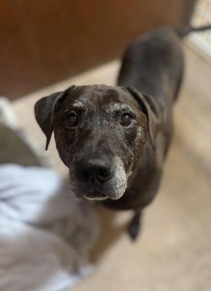 Braxton, Adoptable, Senior Male Pit Bull Terrier & Mixed Breed.