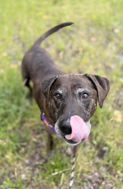 Braxton, Adoptable, Senior Male Pit Bull Terrier & Mixed Breed.