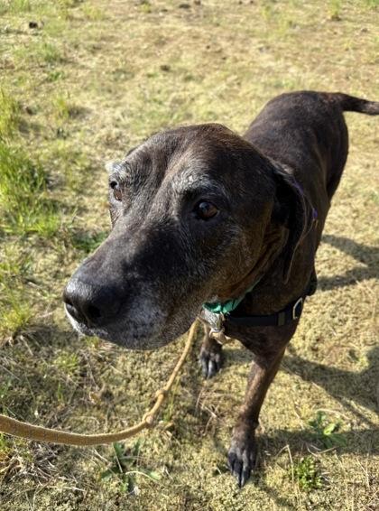 Braxton, a Adoptable mixed breed in Burlington, WA image 2/3