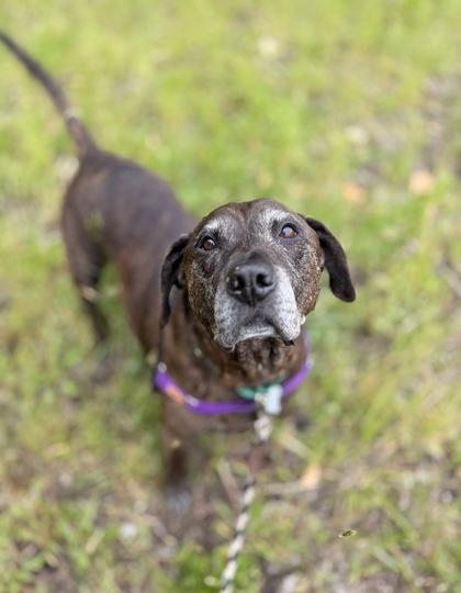 Enlarge Braxton (in foster), a Adoptable mixed breed in Burlington, WA image 2/3