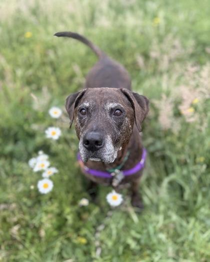 Enlarge Braxton (in foster), a Adoptable mixed breed in Burlington, WA image 3/3