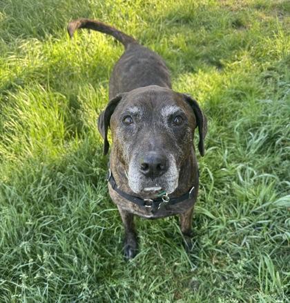 Braxton, a Adoptable mixed breed in Burlington, WA image 3/3