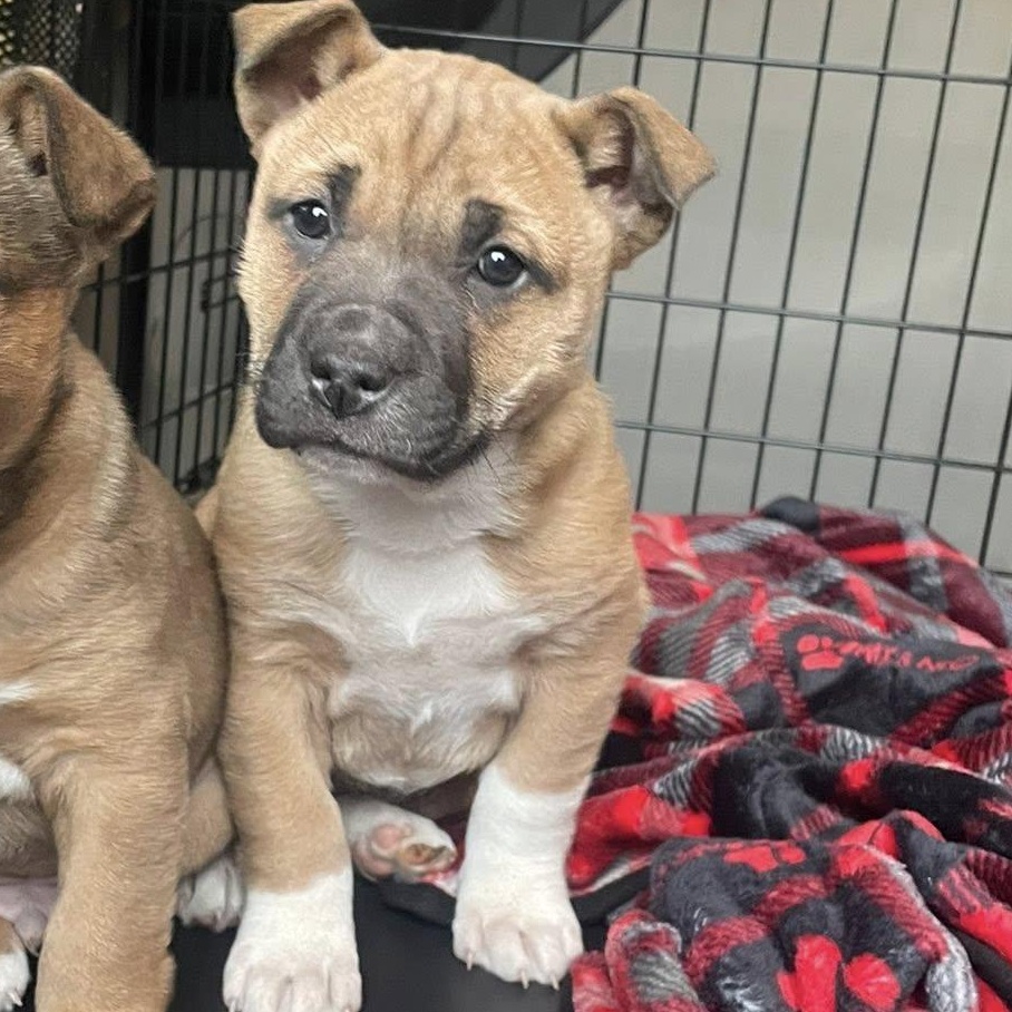 Bonnie , ADOPTABLE, Puppy Female German Shepherd Dog & Pit Bull Terrier.