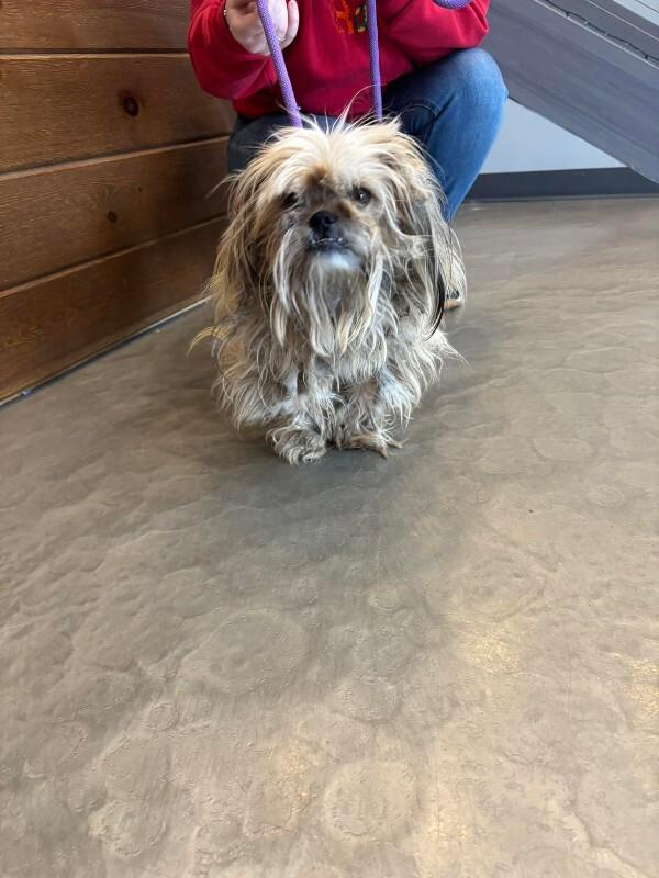 Chippy, a Adoptable mixed breed in Georgetown, OH image 1/3