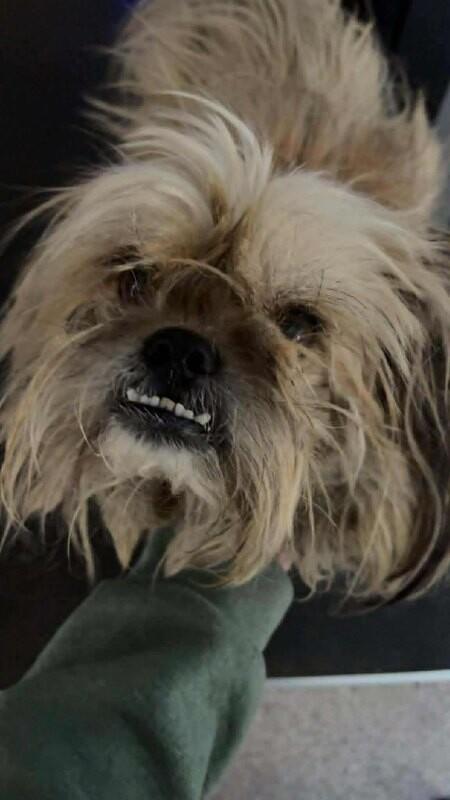 Chippy, a Adoptable mixed breed in Georgetown, OH image 2/3