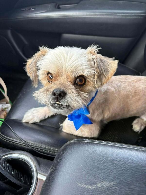 Chippy, a Adoptable mixed breed in Georgetown, OH image 3/3