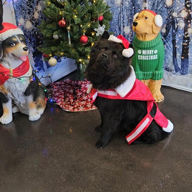 A010753, Adoptable, Young Male Chow Chow.