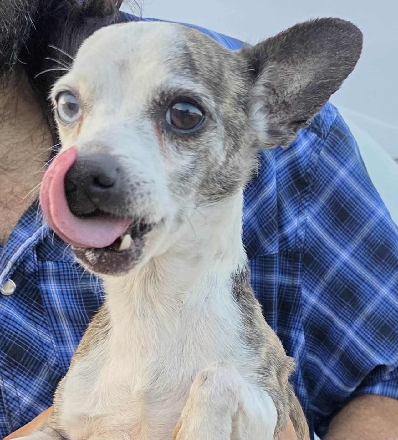 Kipper, Adoptable, Adult Male Chihuahua.