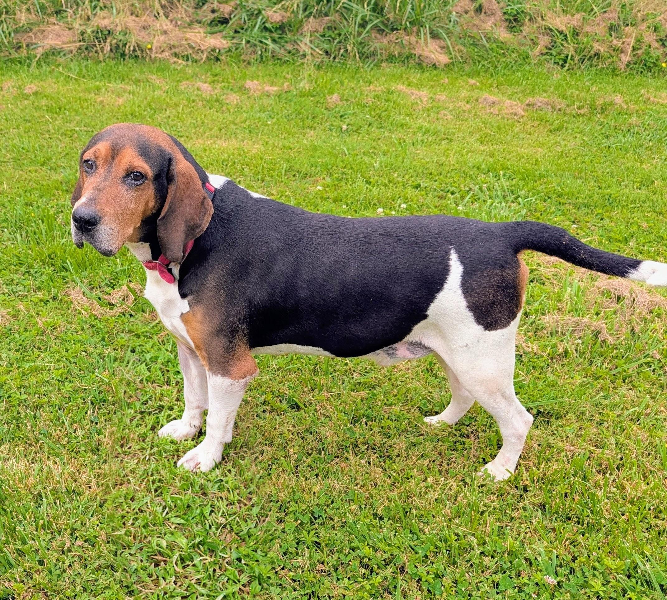 Lenny, ADOPTABLE, Adult Male Coonhound.
