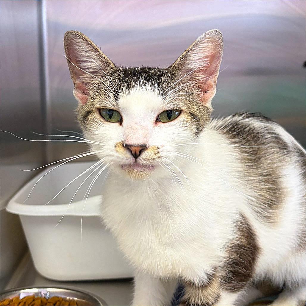 Enlarge Mollie, a Adoptable Domestic Short Hair in Hannibal, MO image 1/2
