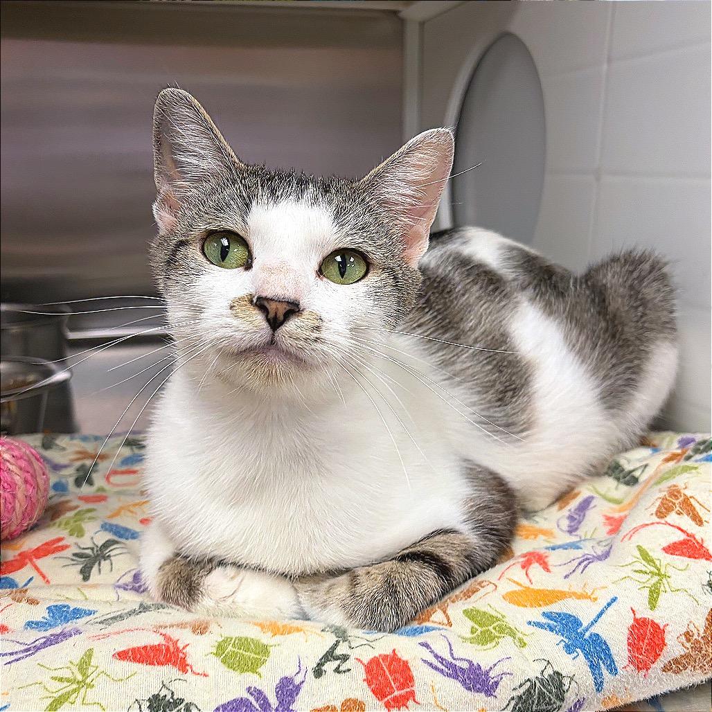 Enlarge Mollie, a Adoptable Domestic Short Hair in Hannibal, MO image 2/2
