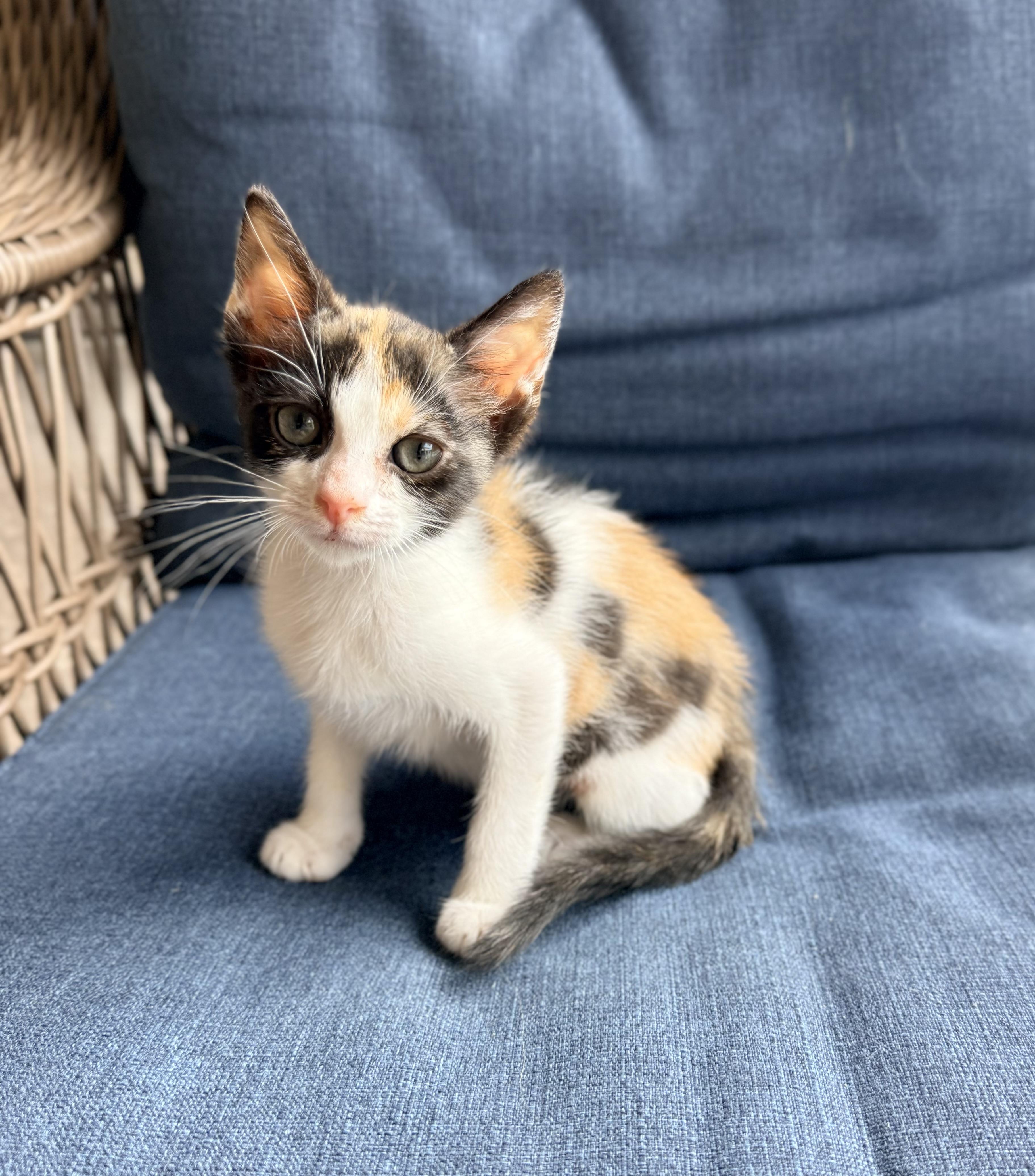 Enlarge Jocelyn, a ADOPTABLE Calico in Tavares, FL image 1/4