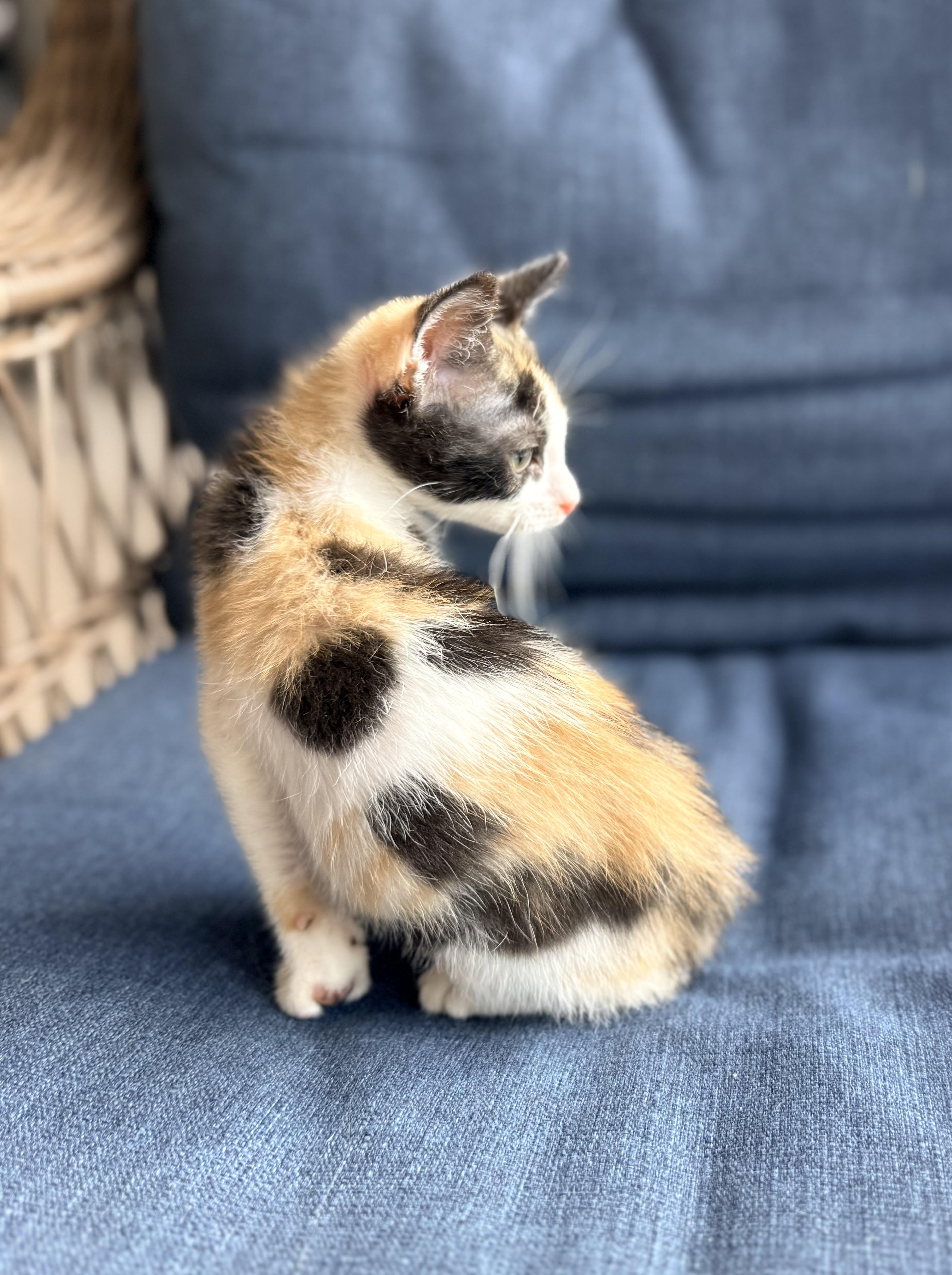 Enlarge Jocelyn, a ADOPTABLE Calico in Tavares, FL image 4/4
