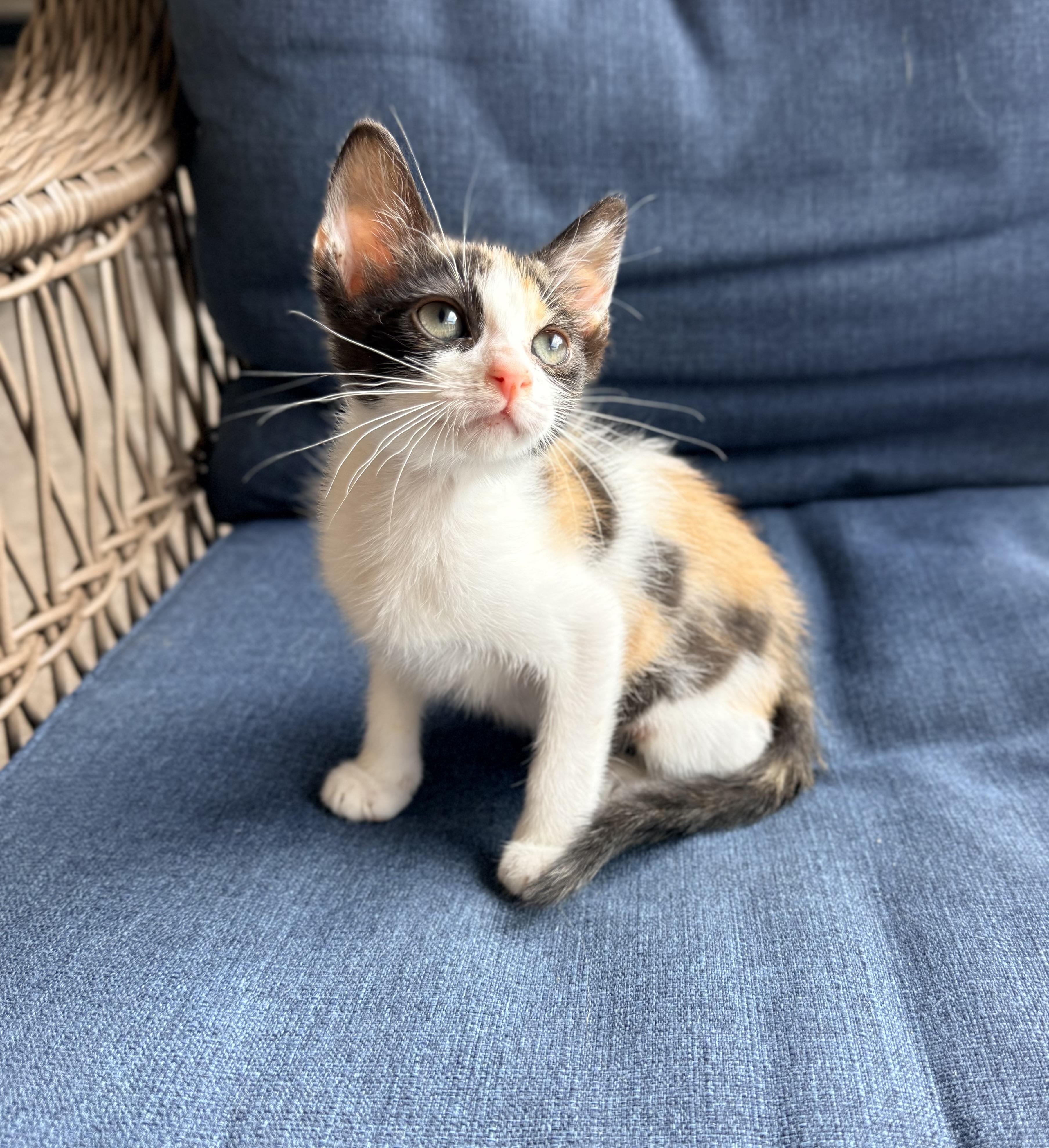 Enlarge Jocelyn, a ADOPTABLE Calico in Tavares, FL image 3/4