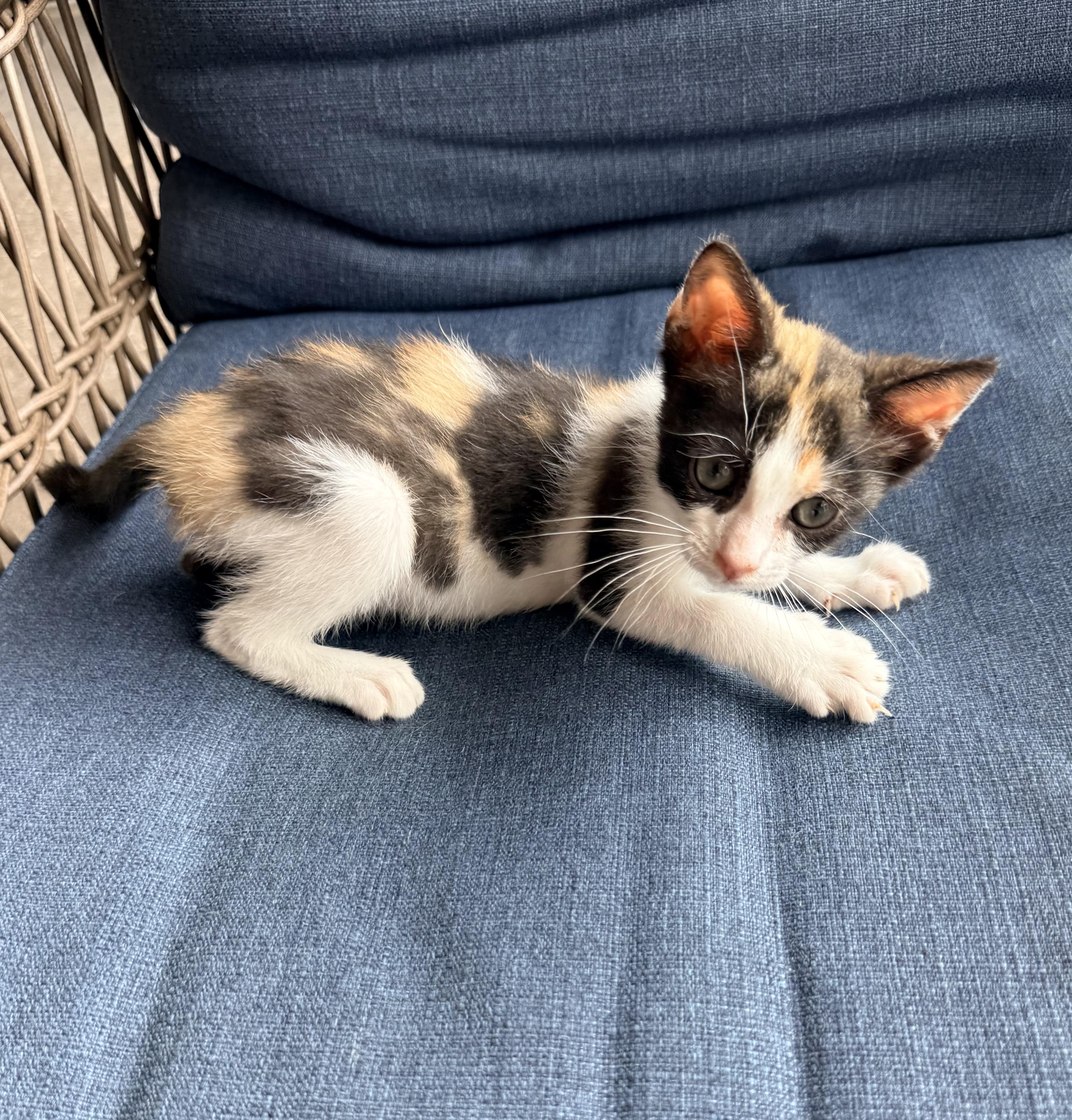 Enlarge Jocelyn, a ADOPTABLE Calico in Tavares, FL image 2/4