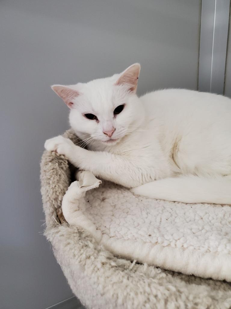 Enlarge Clementine, a Adoptable mixed breed in Rockford, IL image 1/1
