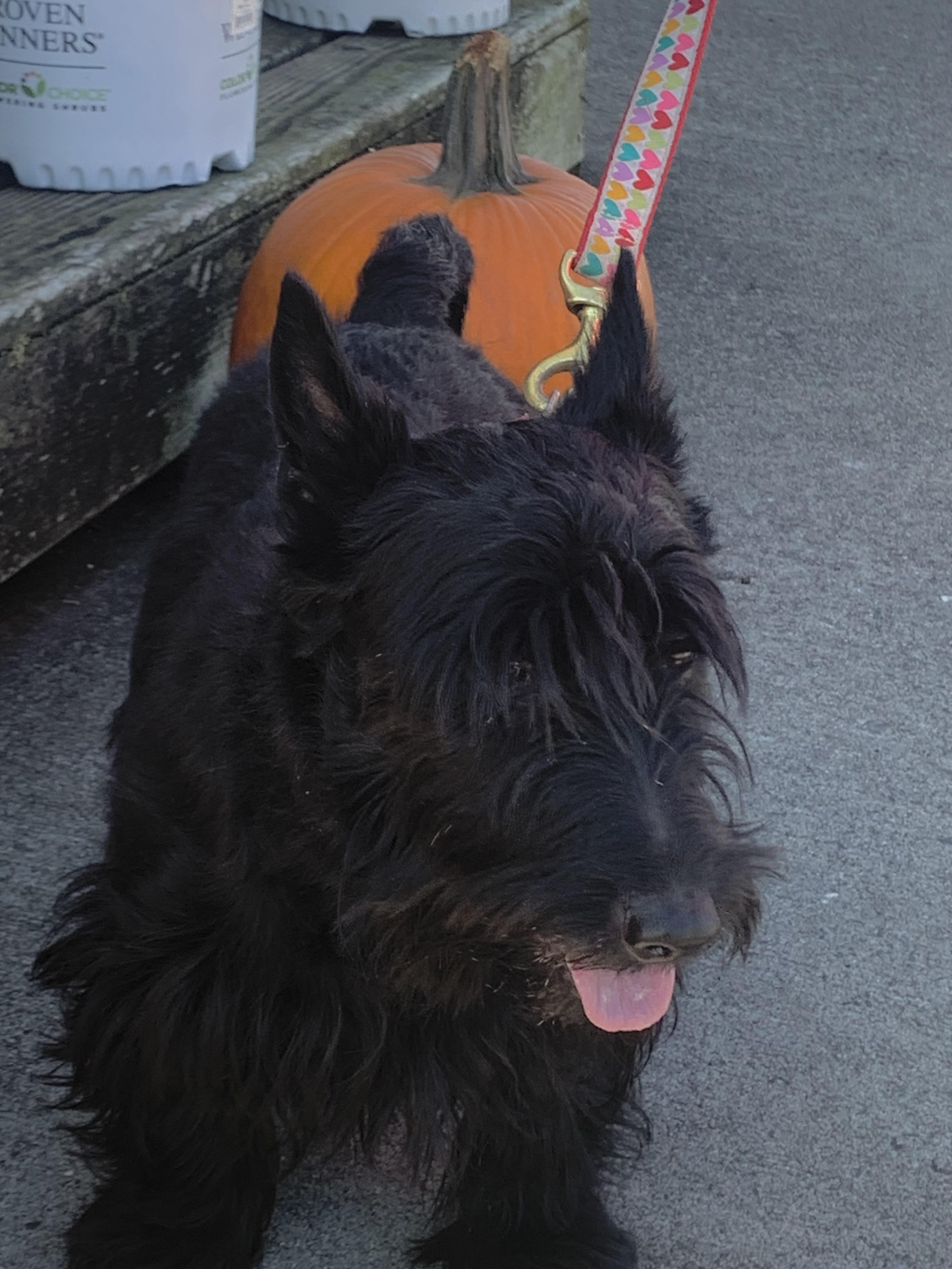 Enlarge Declan, an adopted Scottish Terrier in Rockaway, NJ image 3/4