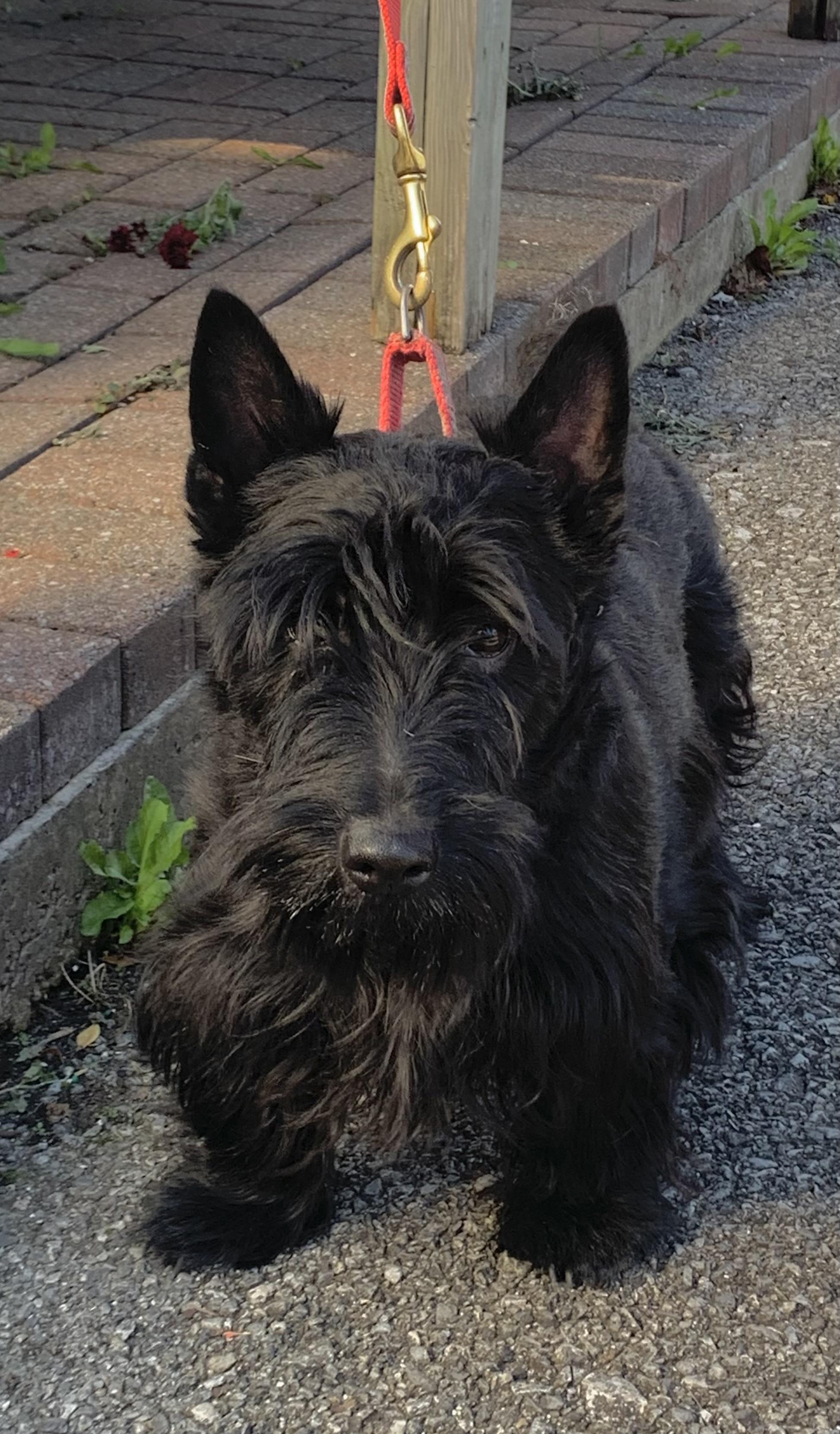 Enlarge Declan, an adopted Scottish Terrier in Rockaway, NJ image 1/4