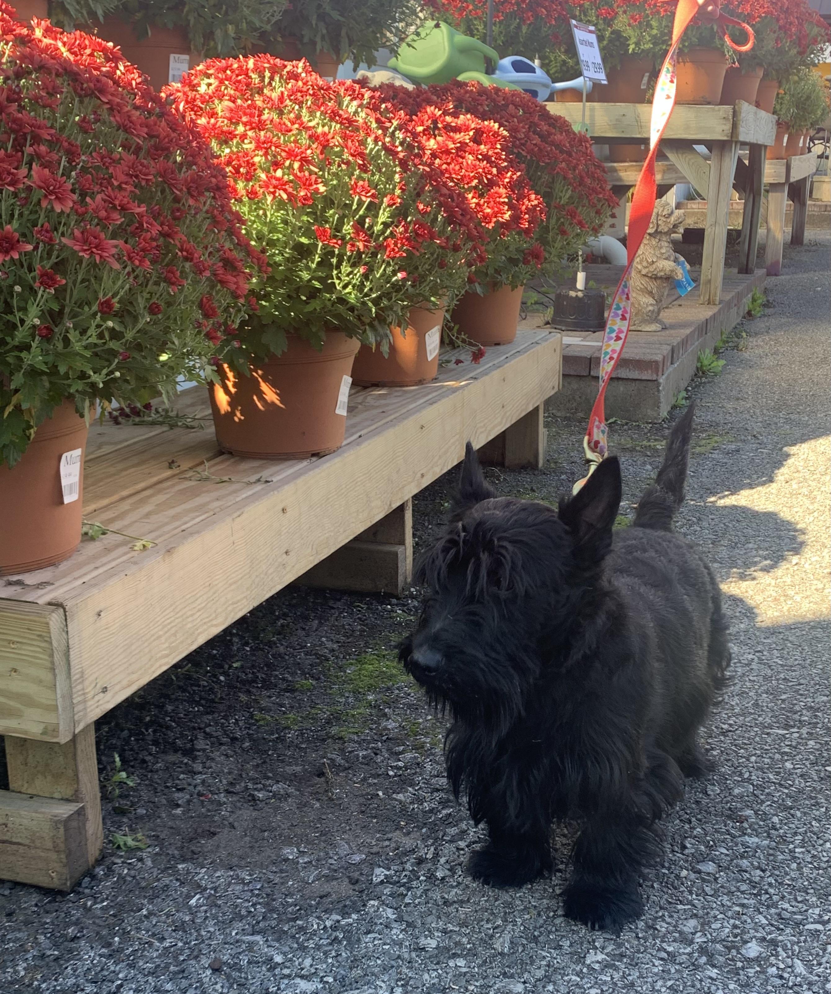 Enlarge Declan, an adopted Scottish Terrier in Rockaway, NJ image 2/4
