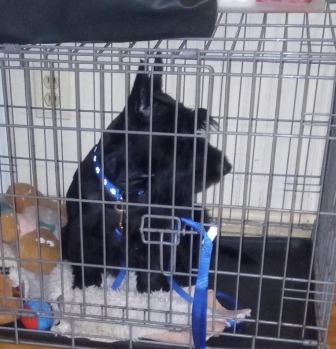 Declan, a Adoptable Scottish Terrier in Rockaway, NJ image 2/2