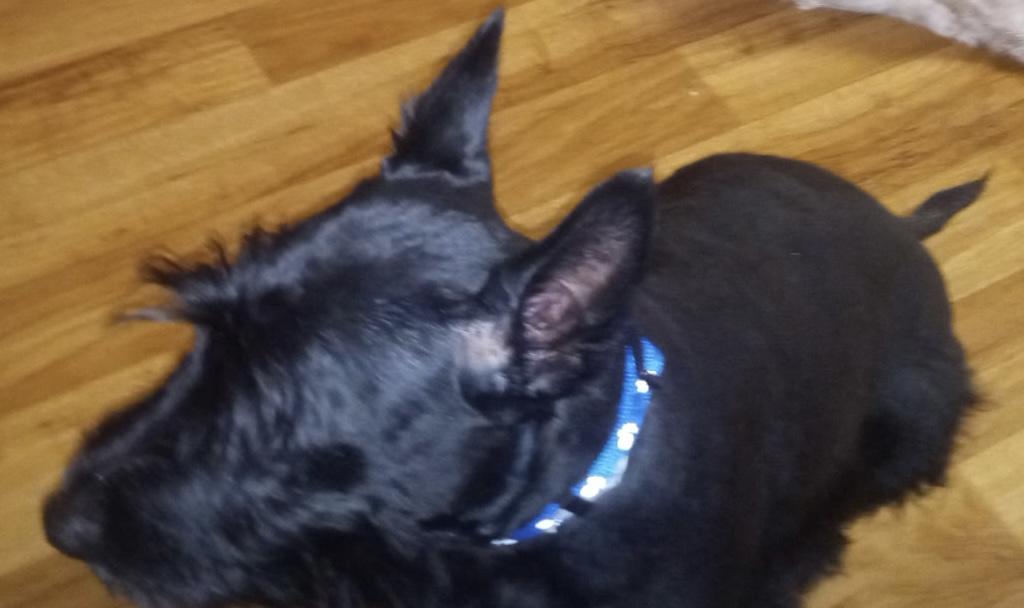 Declan, Adoptable, Young Male Scottish Terrier.