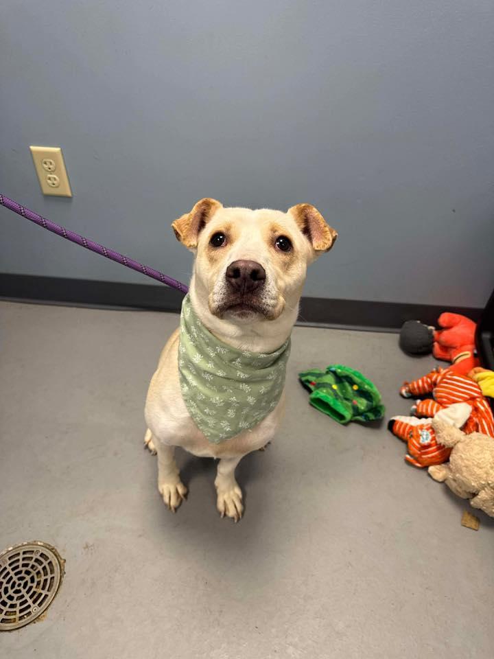 Cheyenne, Adoptable, Young Female Yellow Labrador Retriever & Terrier.