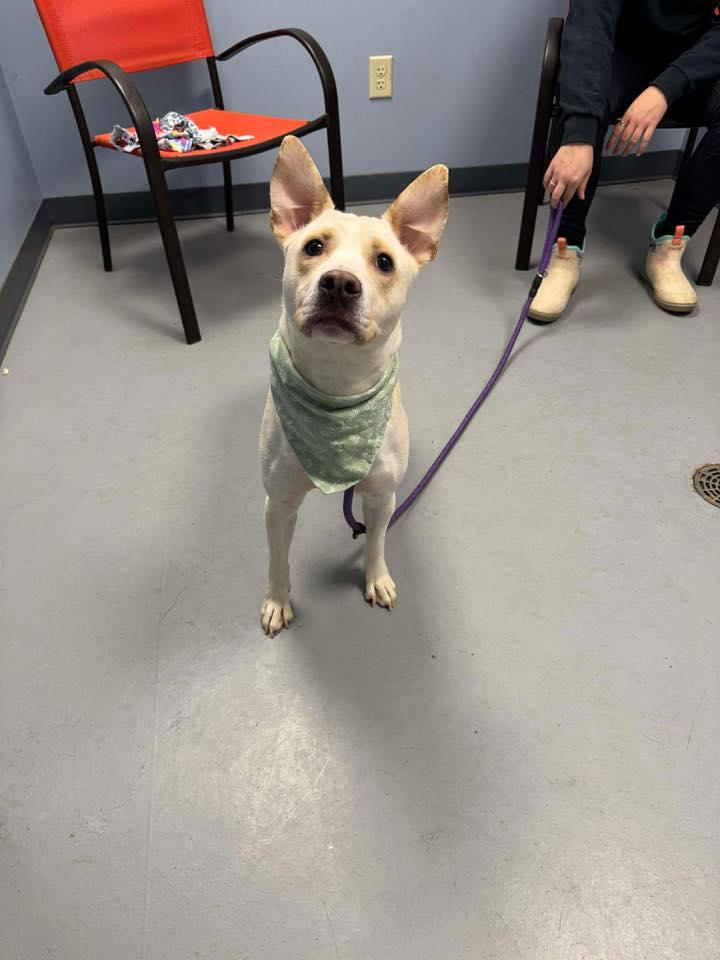 Cheyenne, a Adoptable mixed breed in Zanesville, OH image 2/3