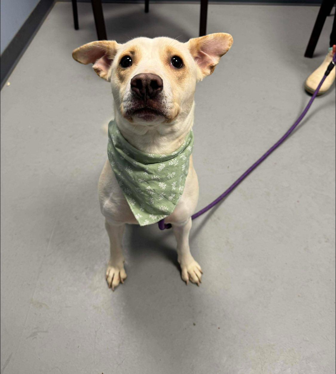 Cheyenne, a Adoptable mixed breed in Zanesville, OH image 3/3