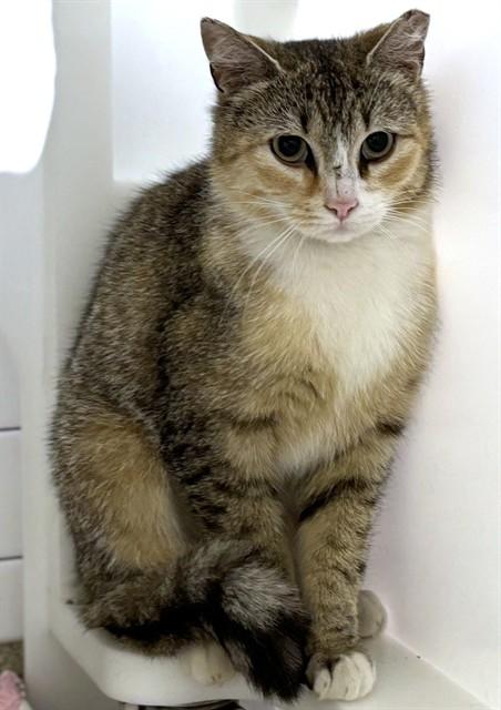 Enlarge BELLE, a Adoptable Domestic Short Hair in Dedham, MA image 1/1
