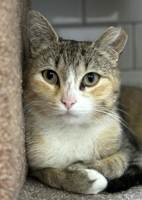 BELLE, Adoptable, Young Female Domestic Short Hair.