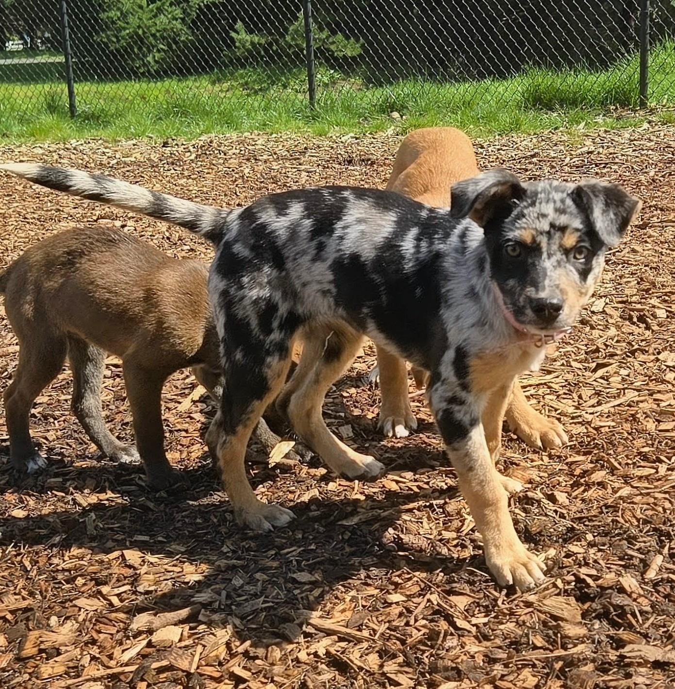 Enlarge Perdita, an adopted mixed breed in Tacoma, WA image 3/6