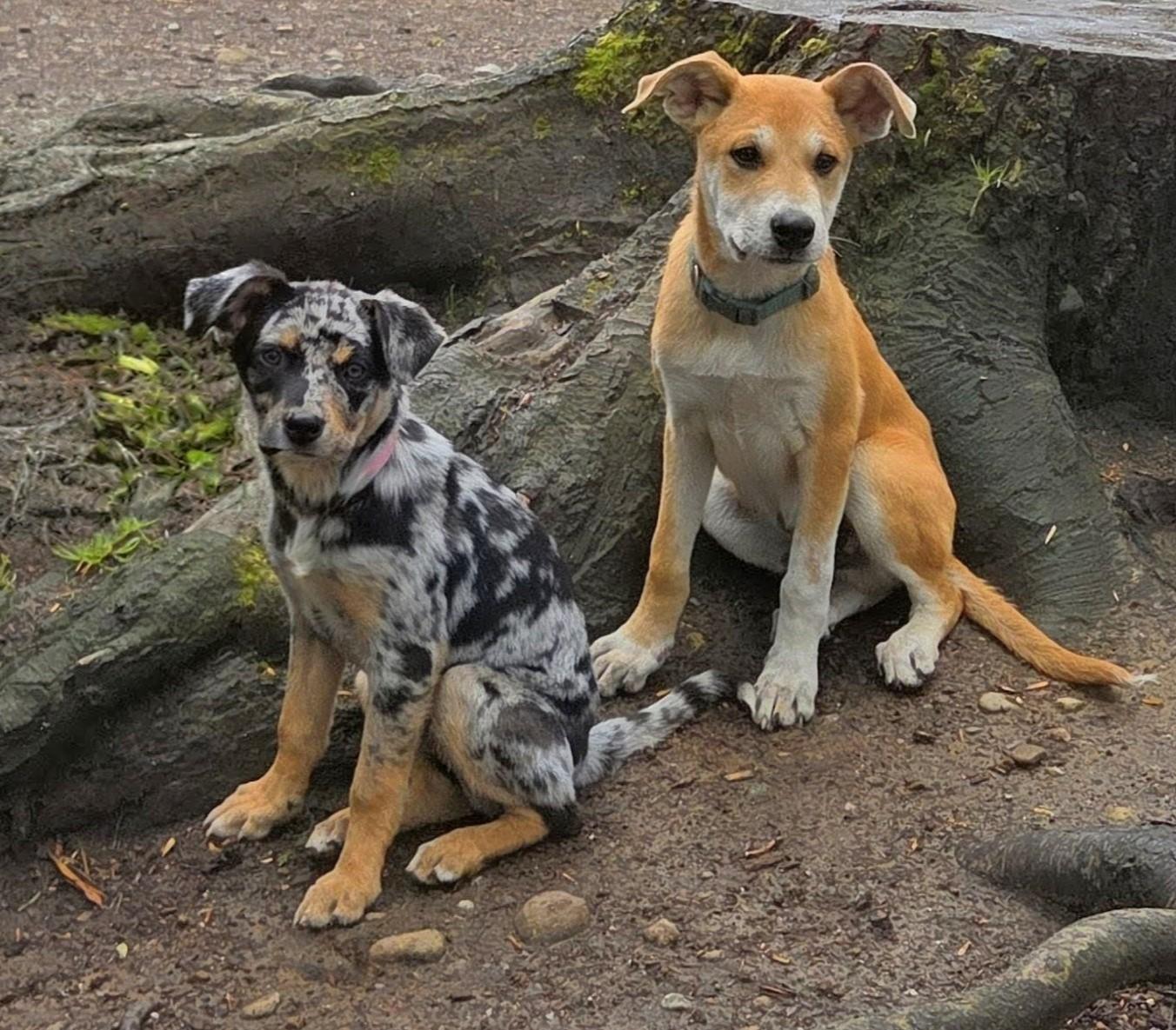 Enlarge Perdita, an adopted mixed breed in Tacoma, WA image 4/6