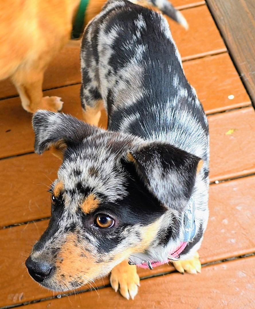 Enlarge Perdita, an adopted mixed breed in Tacoma, WA image 6/6