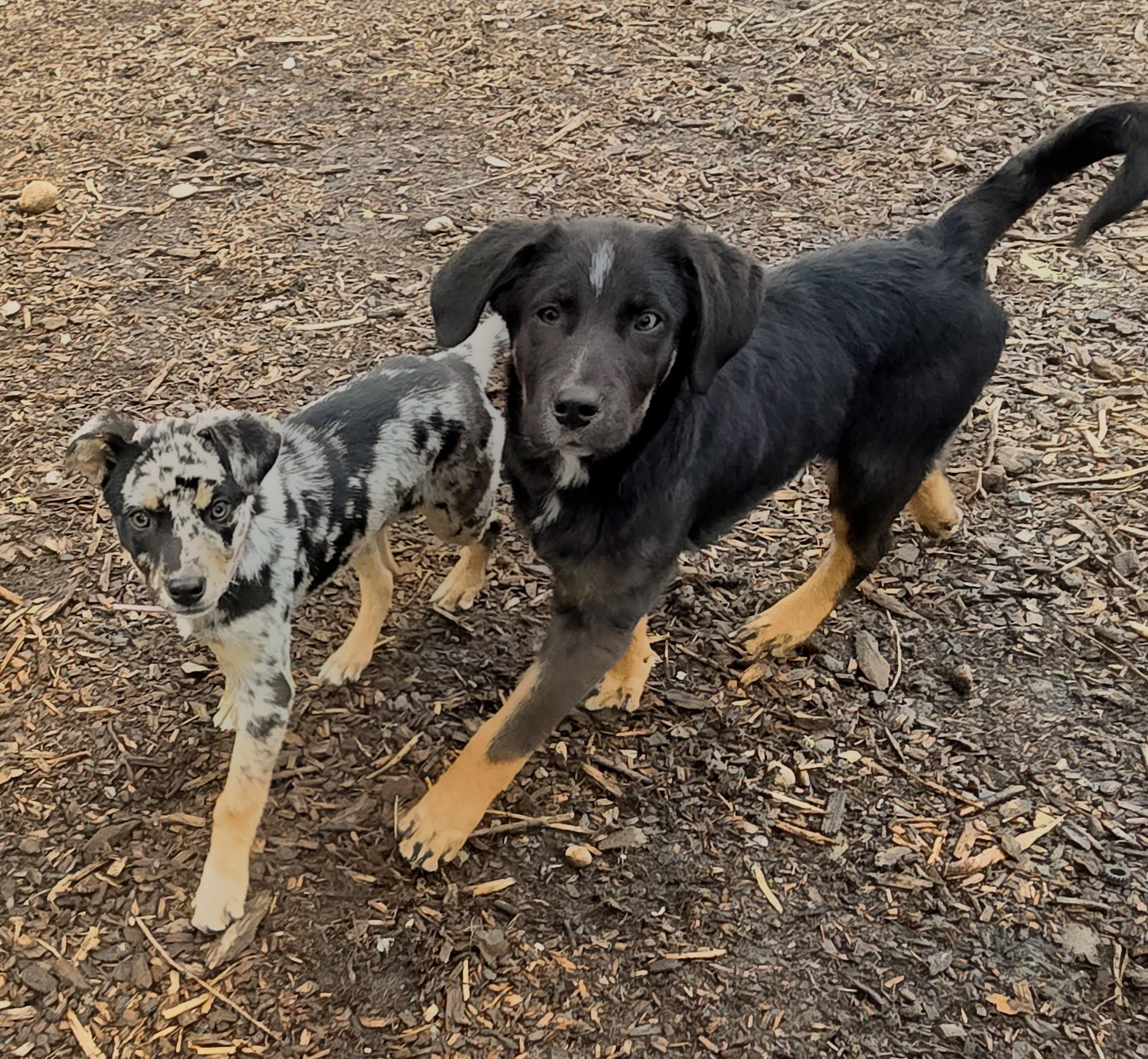 Enlarge Perdita, an adopted mixed breed in Tacoma, WA image 5/6