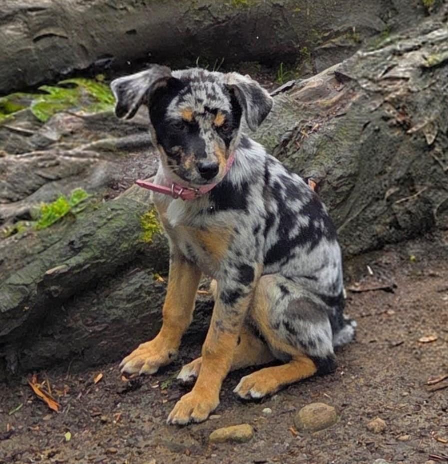Enlarge Perdita, an adopted mixed breed in Tacoma, WA image 2/6