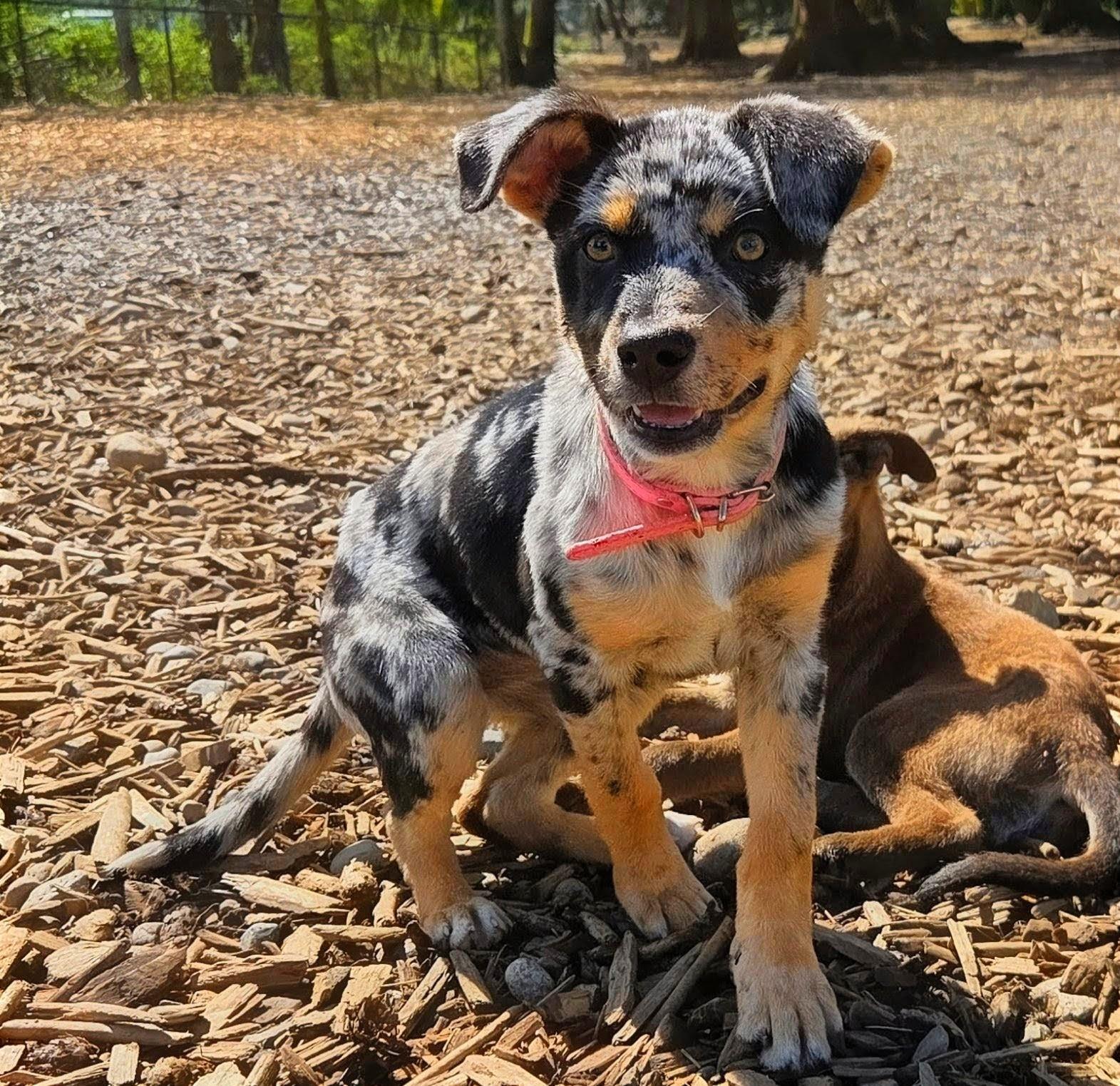 Perdita, adopted, Puppy Female Catahoula Leopard Dog & Australian Cattle Dog / Blue Heeler.