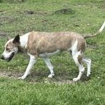 Enlarge Willow - Transport Available, a Adoptable mixed breed in Grand Junction, CO image 1/6