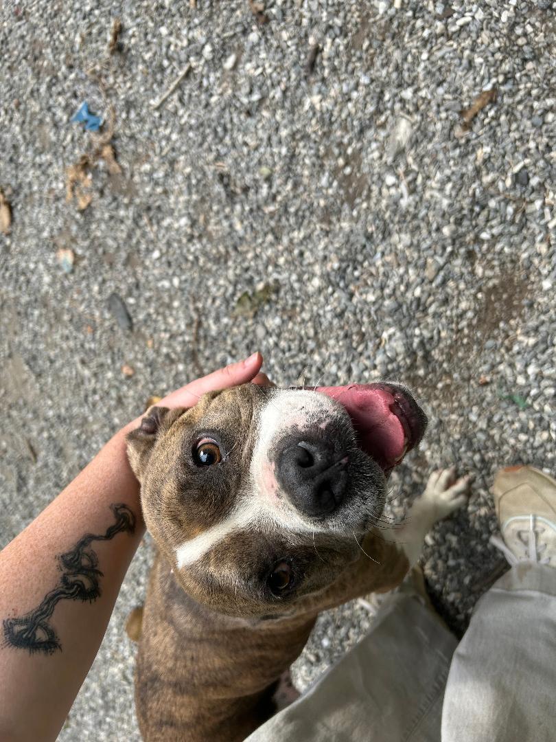 Suki, Adoptable, Adult Female American Bulldog.