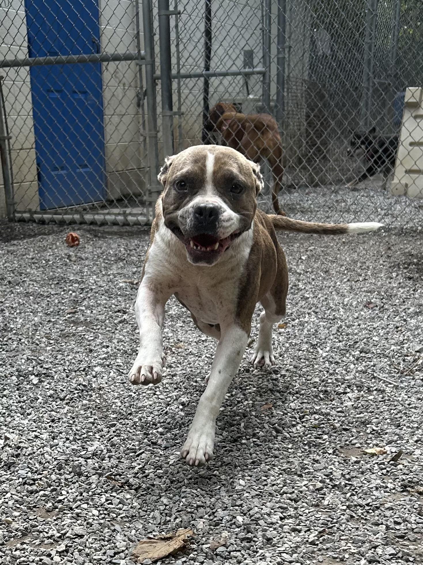 Suki, a Adoptable mixed breed in Bryson City, NC image 2/4