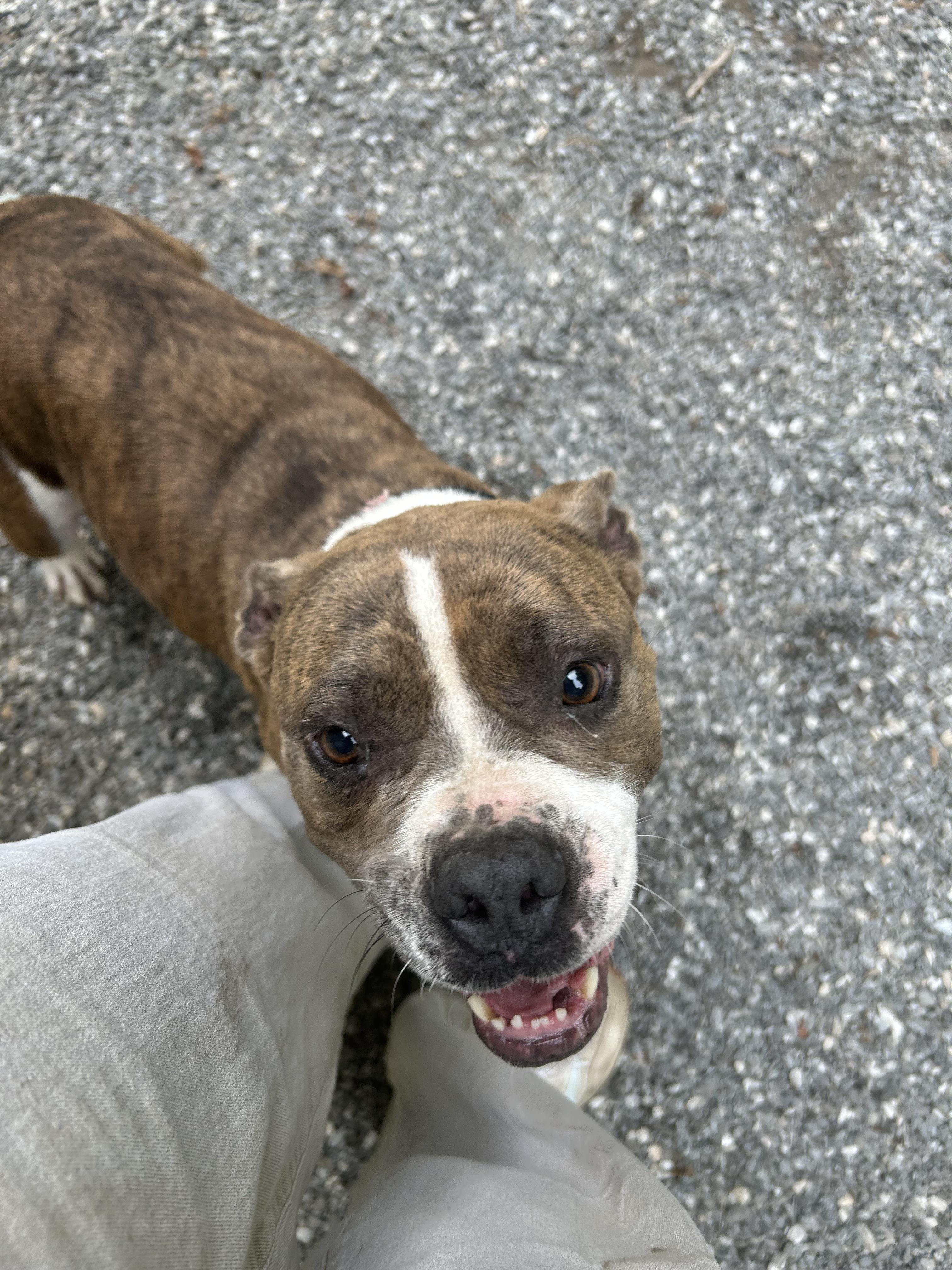 Suki, a Adoptable mixed breed in Bryson City, NC image 3/4