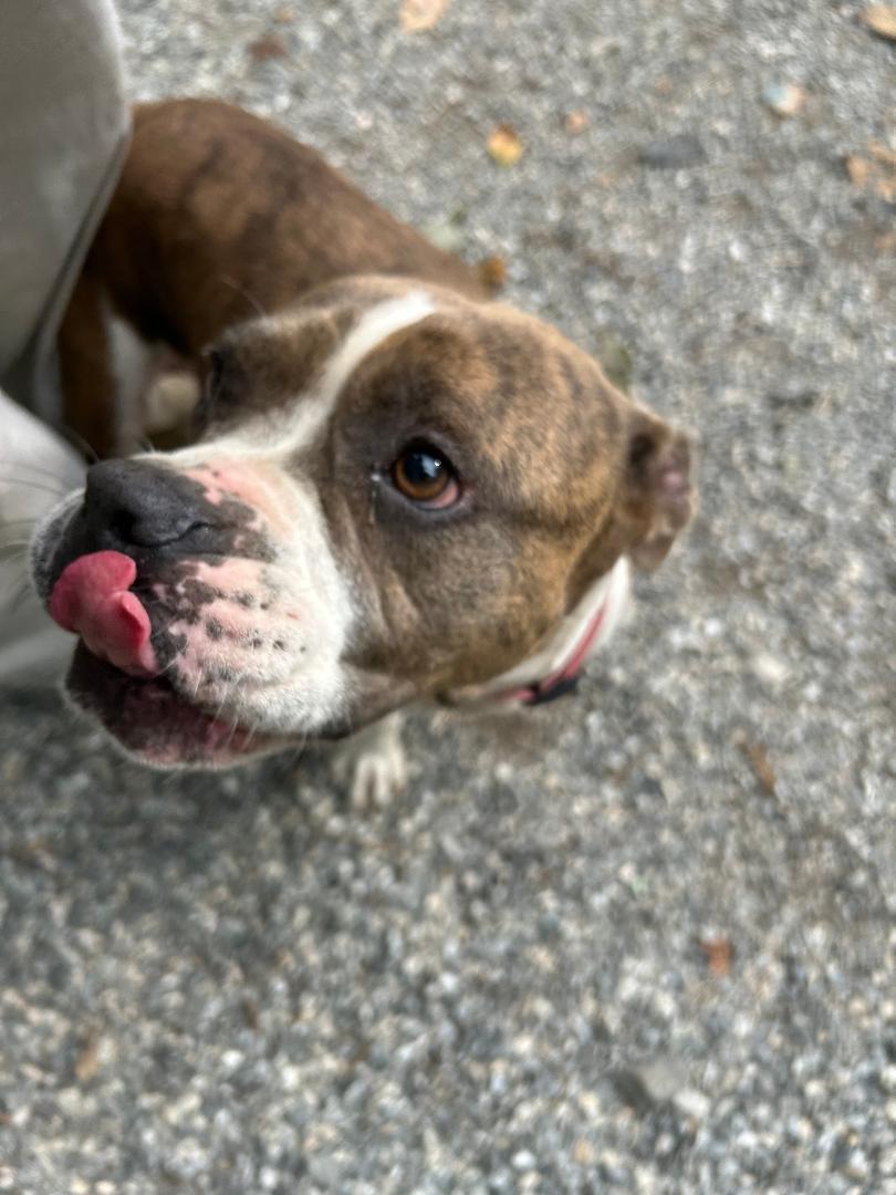 Suki, a Adoptable mixed breed in Bryson City, NC image 4/4